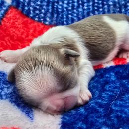 Lavender and White Male - Lilac male Shih Tzu puppy in Oakville, Washington from Garrard Creek Shih Tzus