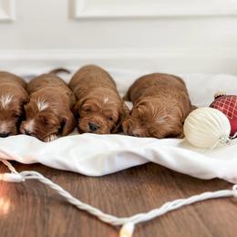 Cockapoo Puppies from Windy Ridge Cockapoos