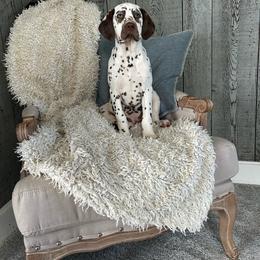 Liver White Female - White and liver brown female Dalmatian puppy in Fayette, Missouri from Lazy B Bassets and Dalmatians