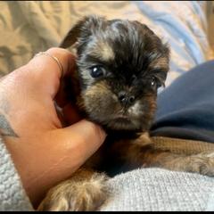 Brussels Griffon Puppies from Shelly's Brussels Griffons
