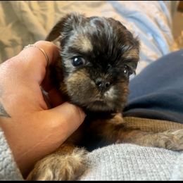 Brussels Griffon Puppies from Shelly's Brussels Griffons