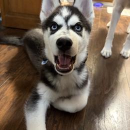 Siberian Husky Puppies from House of the Huskies