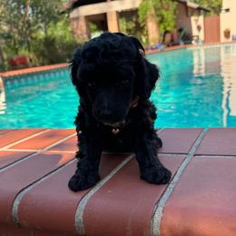 Mr. Onyx - Black male Poodle puppy in Gainesville, Florida from Pet Inn Xxweetdoodles