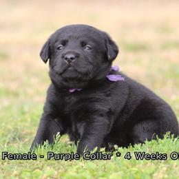 Alice (Purple Collar) - Black female Dilute Retriever puppy in Little Rock, Arkansas from Charcoal And Silver Labs