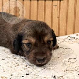 Dachshund Puppies from B+B Co Miniature Dachshunds