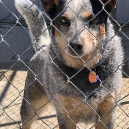 Australian Cattle Dog Puppies from SB Heelers Cattle Dogs and Performance Horses