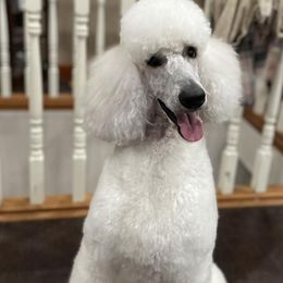 Poodles from Kissme Standard Poodles