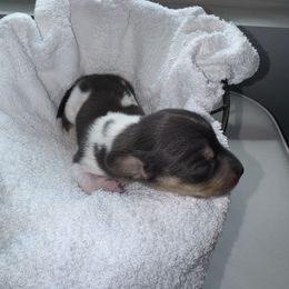 Dachshund Puppies from Sausage Strolls