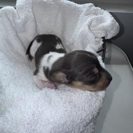 Dachshund Puppies from Sausage Strolls