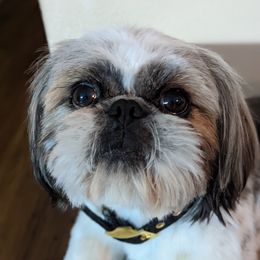 Max - Shih Tzu