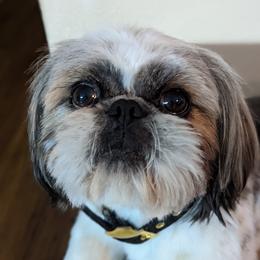 Max - Shih Tzu