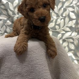 Zander gray collar male - Red  male Poodle puppy in Waukegan, Illinois from LaPoodles