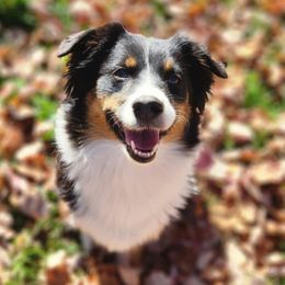 Divot - Miniature Australian Shepherd