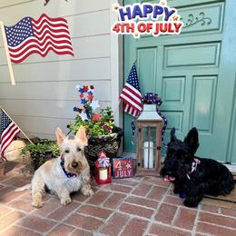 Scottish Terrier All Grown Up from Scottie Love