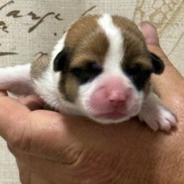 Light blue collar male - Red male Pembroke Welsh Corgi puppy in Gloucester County, Virginia from Gainesfield Labradors and Pembroke Welsh Corgis