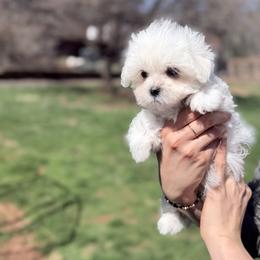 Sophie - White female Coton de Tulear puppy in Warrenton, Virginia from Four Lochs LLC