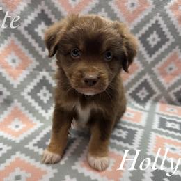 Holly - Red tri female Miniature Australian Shepherd puppy in Corpus Christi, Texas from Elite Miniature Australian Shepherds