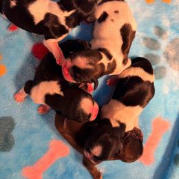 Boy 2 - Black and white male Shih Tzu puppy in Hemet, California from Aloha Shih Tzu