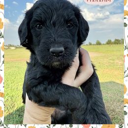 Miriam - Black female Goldendoodle puppy in Caddo Mills, Texas from Fire Wife Doodles