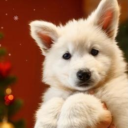 Berger Blanc Suisse and German Shepherd Puppies from Vom Hundhaus Shepherds
