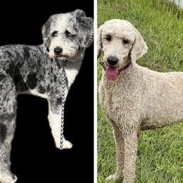 Aussiedoodle puppies from H & A Kennels