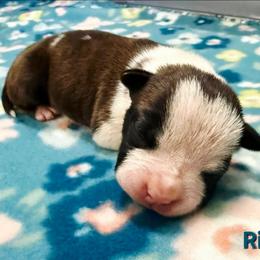 Riot - Red brindle female American Staffordshire Terrier puppy in Clintwood, Virginia from SkyBlue Kennel