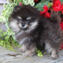 Gidget - Black and tan female Pomeranian puppy in Memphis, Michigan from Magix'z Pomeranians