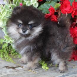 Gidget - Black and tan female Pomeranian puppy in Memphis, Michigan from Magix'z Pomeranians