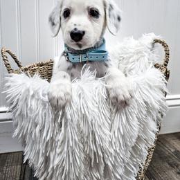 Light Blue - White and black male Dalmatian puppy in Gray, Georgia from Fuller Spots