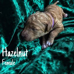 Hazelnut - Red  Goldendoodle puppy in Stafford, Virginia from RVM Doodles
