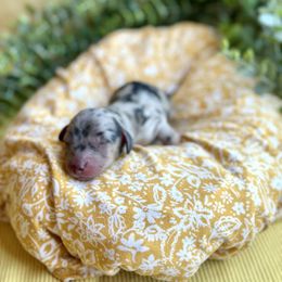 Jonah - Dapple male Dachshund puppy in California from Ranch Hand Weenies