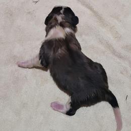 Carl - Brown and white female Saint Bernard puppy in Lowpoint, Illinois from Minnie's Majestic Saints