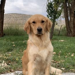 Cleo - Golden Retriever