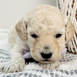 Ophelia - Cream female Goldendoodle puppy in Temecula, California from Oodles O'Doodles