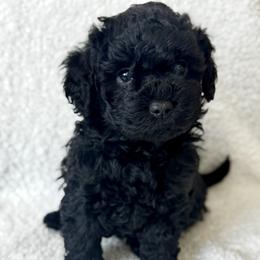Onyx - Black female Goldendoodle puppy in Houston, Texas from Suntini’s Goldendoodles