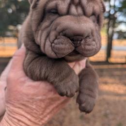 Boy 1 - Chocolate dilute male Chinese Shar-Pei puppy in Autryville, North Carolina from T&D'S Razen Wrinkles Shar-pei