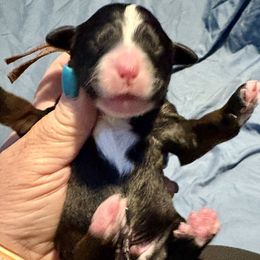 Brown Boy tri - Tri-color Bernedoodle puppy in Lake, Michigan from 3 King Doodles & Poodles