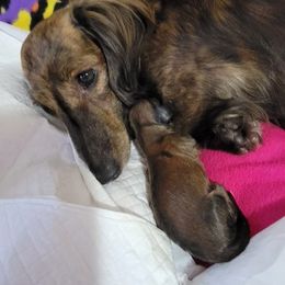 Dachshund Puppies from Hyder's Dachshunds