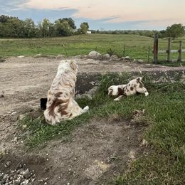 Miniature Australian Shepherd Puppies from Broken T Australian Shepherds