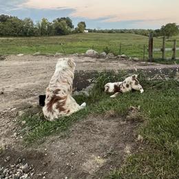 Miniature Australian Shepherd Puppies from Broken T Australian Shepherds