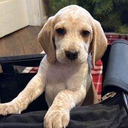 SOLD Honeys Blue Collar - Lemon and white male Beagle puppy in Brownsville, Oregon from Beagles on the Run