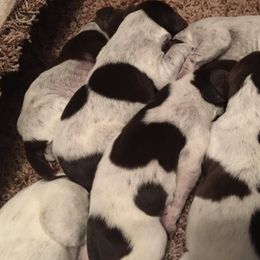 German Shorthaired Pointer Puppies from Magic City Gun Dogs