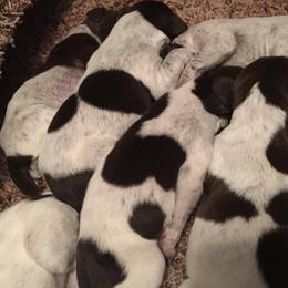 German Shorthaired Pointer Puppies from Magic City Gun Dogs