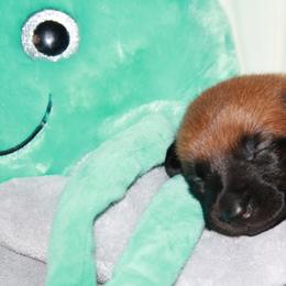 Belgian Malinois Puppies from Pyrex Kennels