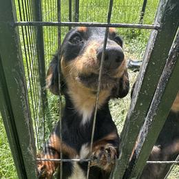 Lucy - Dachshund