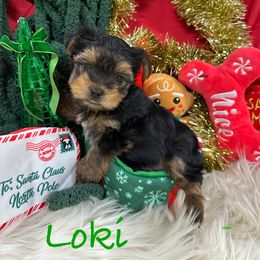 Dewey - Black and tan male Yorkshire Terrier puppy in Fairview, West Virginia from Prims Puppies LLC