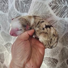 Autumn - Red merle male Miniature Australian Shepherd puppy in Marysville, Washington from Garay Mini Aussies