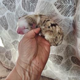 Autumn - Red merle male Miniature Australian Shepherd puppy in Marysville, Washington from Garay Mini Aussies