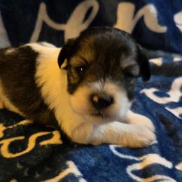 Ruthye - Parti female Miniature Schnauzer puppy in Elgin, Iowa from Firefly Stables