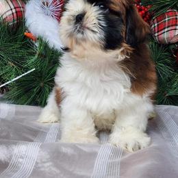 French Bulldog and Shih Tzu Puppies from French Bulldogs Planet